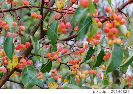 autumn crabapples autumn crabapples 26146822