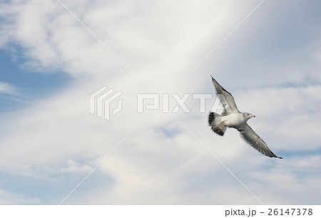 かもめ かもめ 26147378