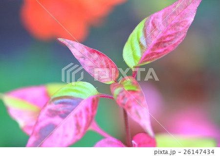 イレシネ 26147434