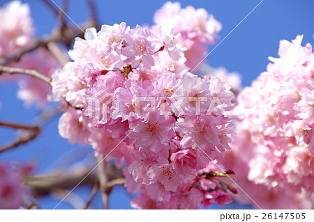 日中線記念自転車歩行者道のしだれ桜 26147505