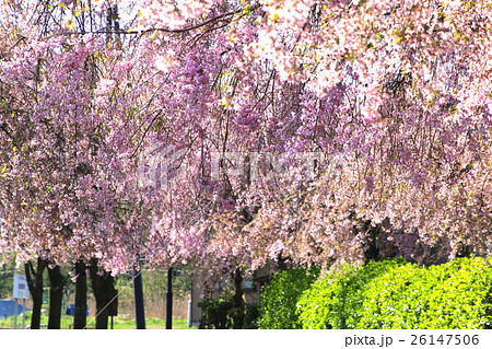 日中線記念自転車歩行者道のしだれ桜 26147506