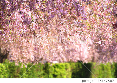 日中線記念自転車歩行者道のしだれ桜 日中線記念自転車歩行者道のしだれ桜 26147507
