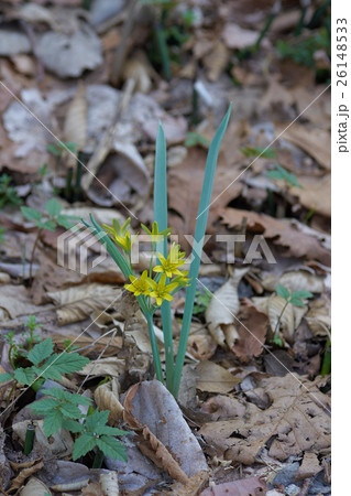キバナノアマナ キバナノアマナ 26148533