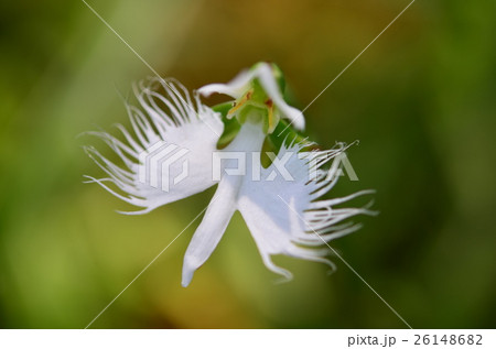 サギソウ 26148682