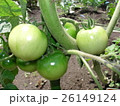 緑色のトマトと茎 26149124