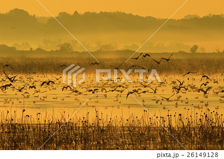 朝の伊豆沼 朝の伊豆沼 26149128