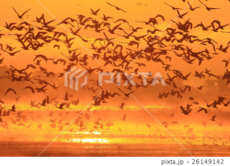 朝の伊豆沼 朝の伊豆沼 26149142