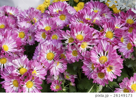キク花　花びら桃色　08 26149173