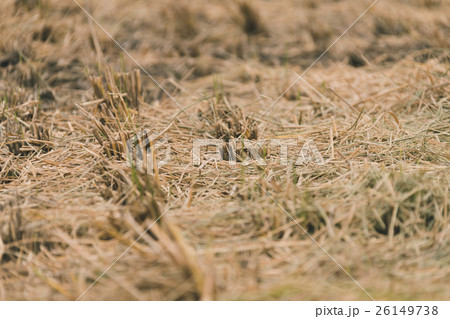 farming 26149738