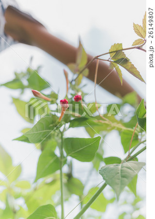 Mirabilis jalapa Mirabilis jalapa 26149807