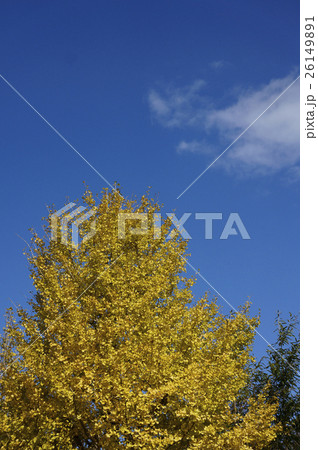 イチョウ イチョウ 26149891