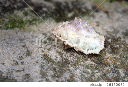 Shell on stone Shell on stone 26150082