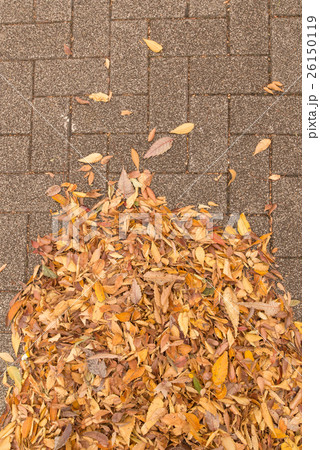 落ち葉 落ち葉 26150119
