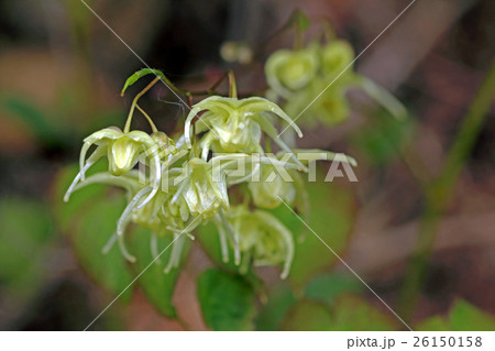 キバナイカリソウの花 26150158