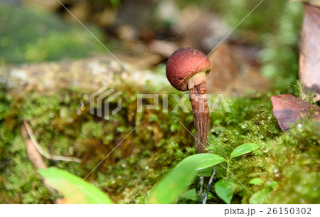 Small brown mushroom in moss 26150302