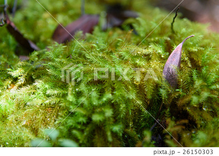 Moss with drops of rain 26150303