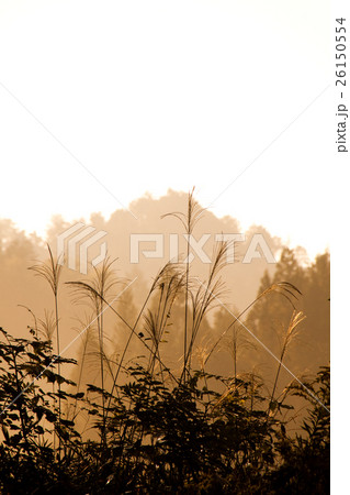 山里のススキ 26150554