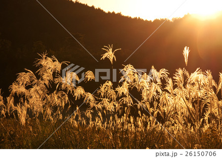 夕日のススキ 26150706