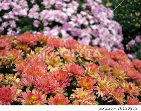 菊の花 26150855