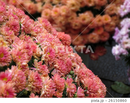 菊の花 菊の花 26150860