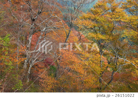 原生林の紅葉 26151022