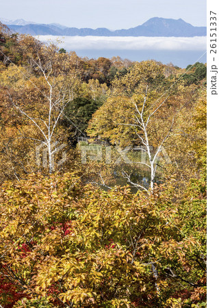 志賀高原丸池の紅葉と雲海 26151337