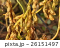 黒豆 26151497