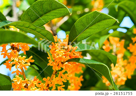 キンモクセイの花 キンモクセイの花 26151755