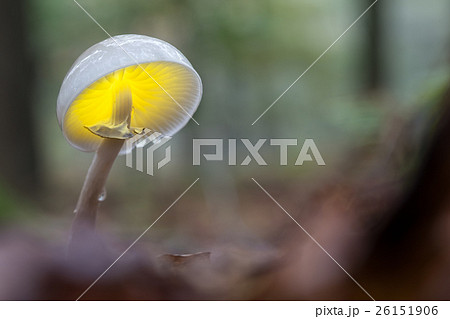 an porcelain fungus an porcelain fungus 26151906