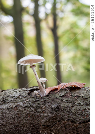 an porcelain fungus an porcelain fungus 26151914