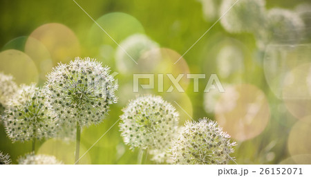 Beautiful White Allium circular globe shaped 26152071