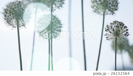 White Allium circular globe shaped flowers blow in 26152564