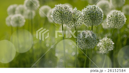 White Allium circular globe shaped flowers blow in White Allium circular globe shaped flowers blow in 26152584