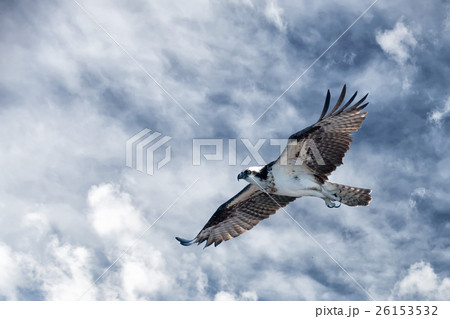 Osprey bird while flying 26153532