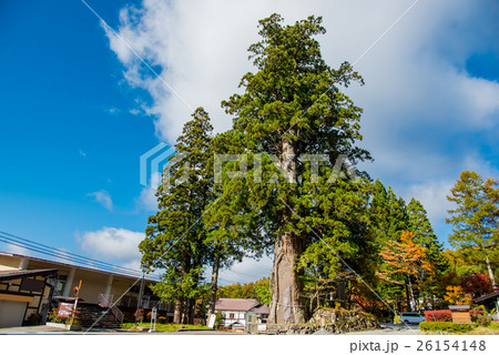 長野 戸隠神社中社前の御神木 秋の朝 長野 戸隠神社中社前の御神木 秋の朝 26154148