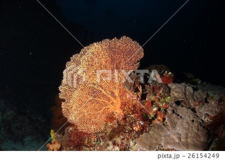 緑の島 グリーン島 ソフトコーラル 26154249