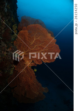 緑の島 グリーン島 ソフトコーラル 26154250