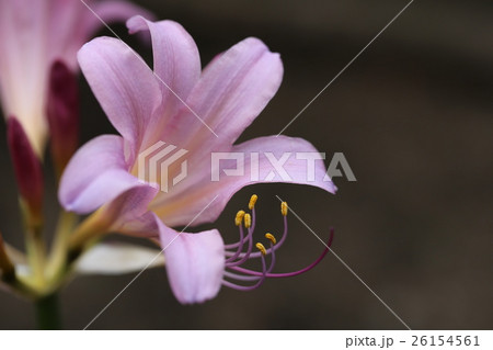 ナツズイセン ナツズイセン 26154561