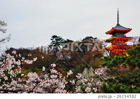 横浜市　三渓園　外苑・旧燈明寺三重塔　（重要文化財）　桜　神奈川県 26154582