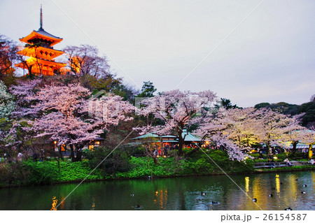 横浜市 三渓園 外苑 大池 旧燈明寺三重塔 重要文化財 桜 神奈川県の写真素材