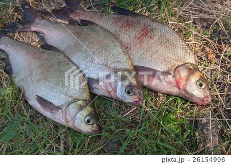 Three common bream fish on green grass. 26154906