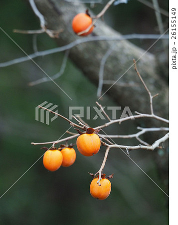 柿の実 柿の実 26155149