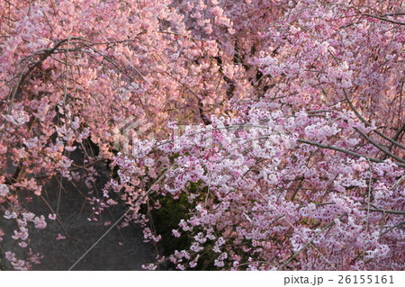 ロマンチック茨城 まさに桜の波 桜の海 石岡市風土記の丘公園の写真素材