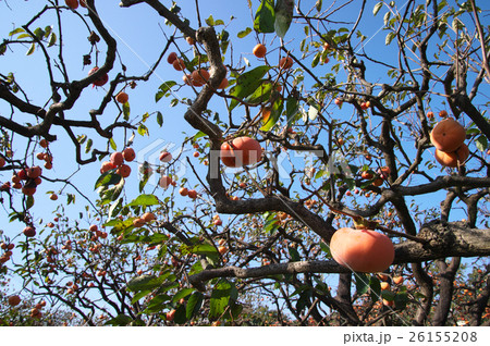 柿の実る風景 柿の実る風景 26155208