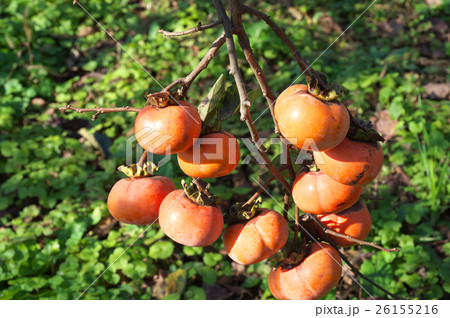 柿の実る風景 26155216