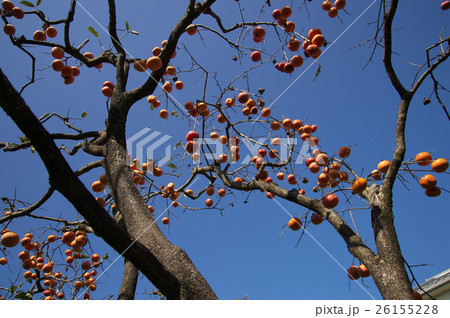 柿の実る風景 26155228