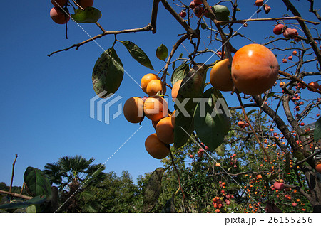 柿の実る風景 26155256