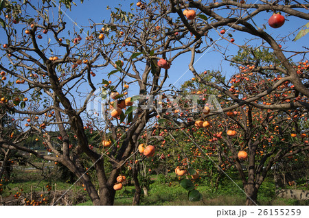 柿の実る風景 26155259