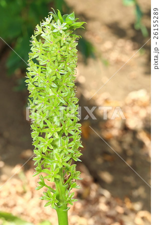 ユーコミス 26155289