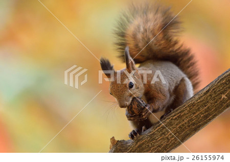 食事中 食事中 26155974